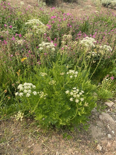Ligusticum grayi