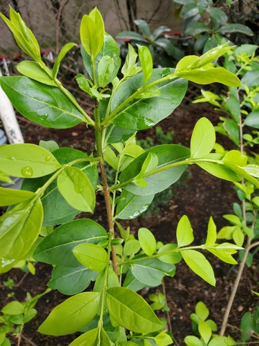 Ligustrum ovalifolium