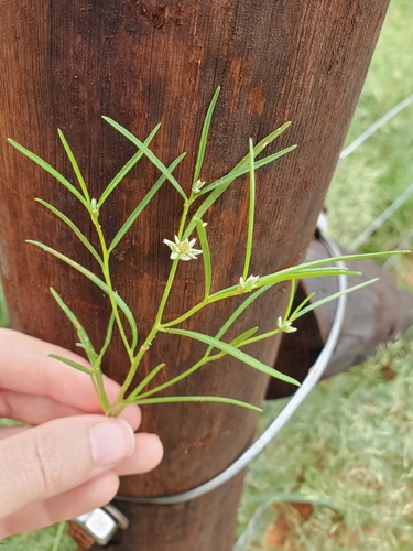 Limeaceae