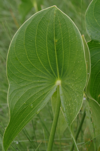 Limnophyton angolense