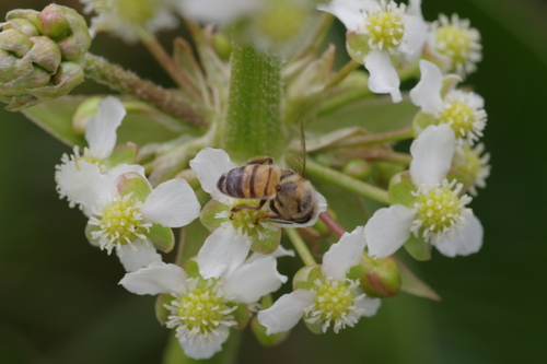 Limnophyton angolense