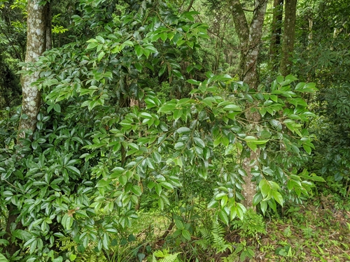 Lindera communis