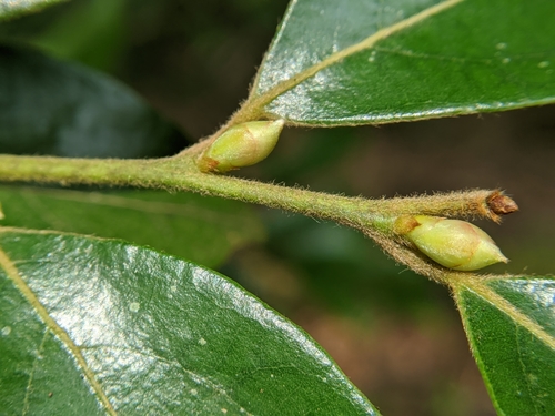 Lindera communis