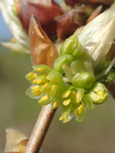 Lindera glauca