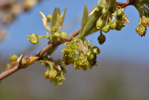 Lindera glauca