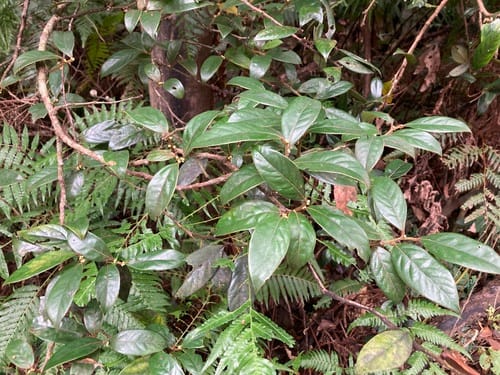 Lindera nacusua