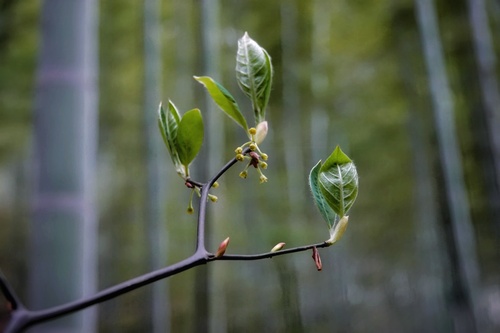 Lindera reflexa