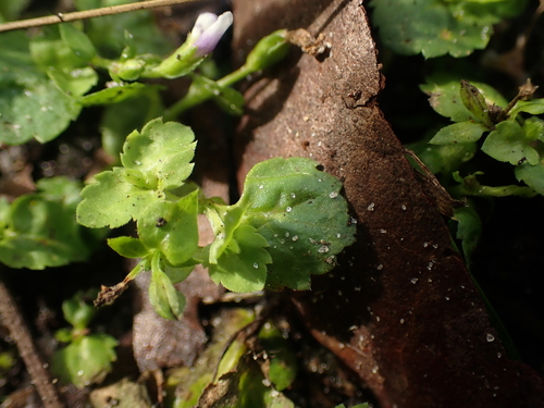 Lindernia crustacea