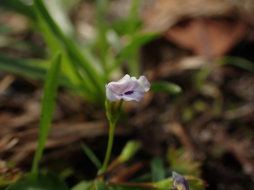 Lindernia crustacea