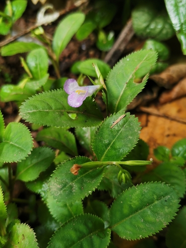 Lindernia ruellioides
