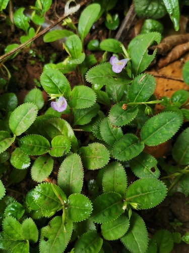 Lindernia ruellioides