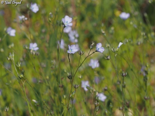 Linum bienne