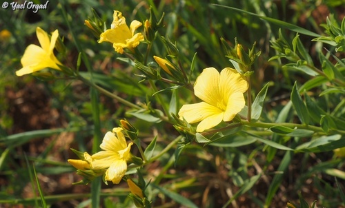 Linum mucronatum