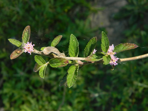 Lippia alba