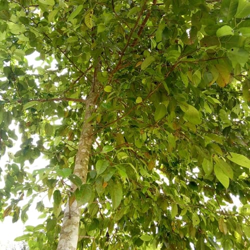 Liquidambar excelsa