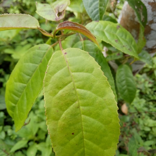 Altingiaceae