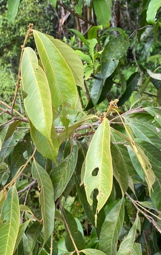 Lithocarpus celebicus