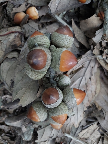 Lithocarpus fenestratus