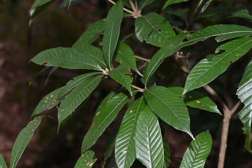 Lithocarpus fenestratus