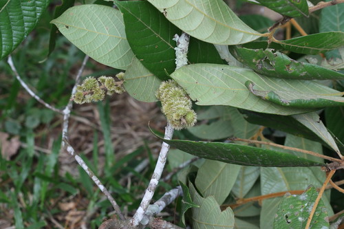 Lithocarpus wrayi