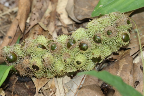 Lithocarpus wrayi