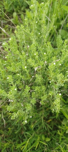 Lithospermum cinereum