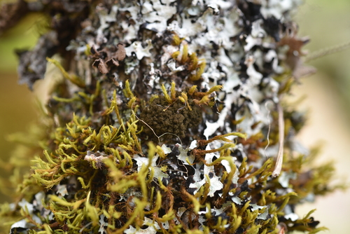Lobariaceae