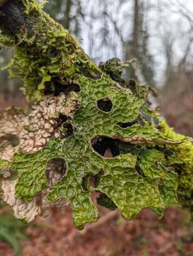 Stictaceae