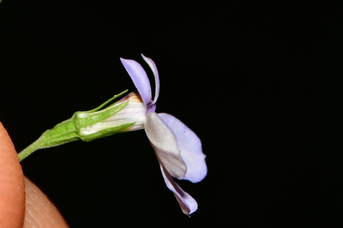 Lobelia berlandieri