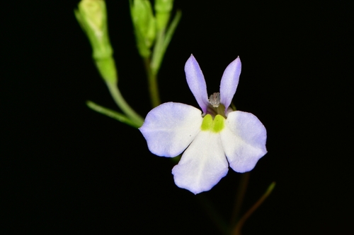 Lobelia berlandieri