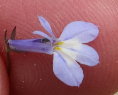 Lobelia flaccida