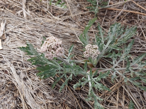 Lomatium orientale