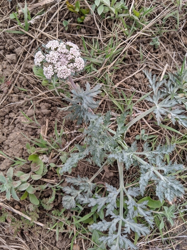 Lomatium orientale