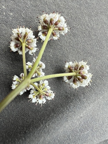Lomatium piperi
