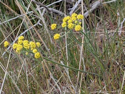 Lomatium simplex
