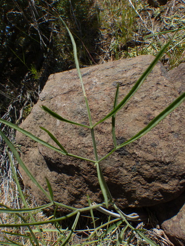 Lomatium simplex
