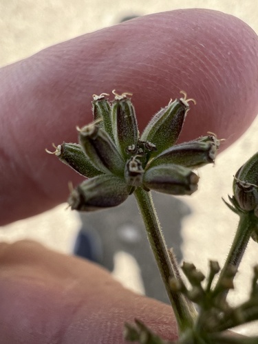 Lomatium watsonii
