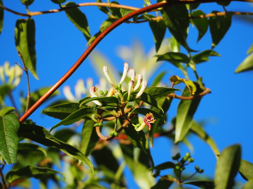 Lonicera acuminata