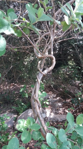 Lonicera etrusca