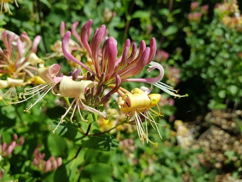 Lonicera etrusca
