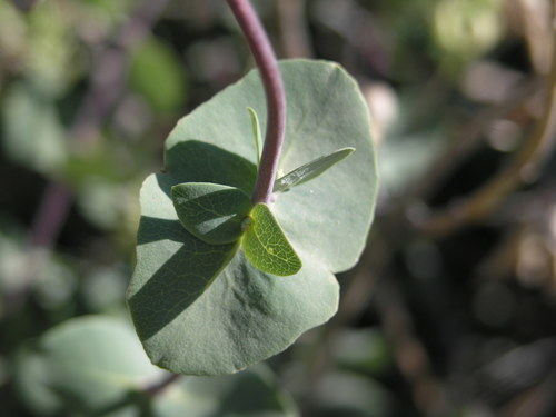 Lonicera interrupta