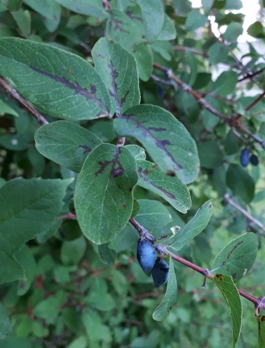Lonicera kamtschatica