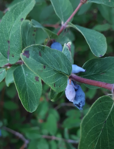 Lonicera kamtschatica