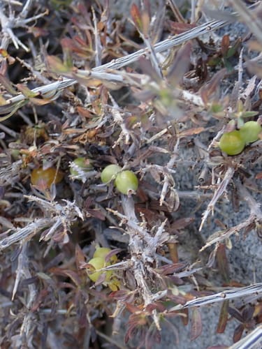Lonicera spinosa