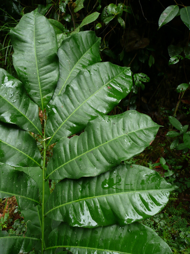 Lovoa trichilioides