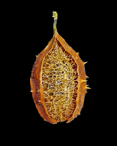 Luffa operculata