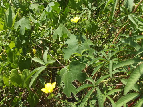 Luffa operculata