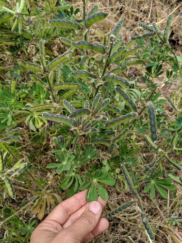 Lupinus affinis
