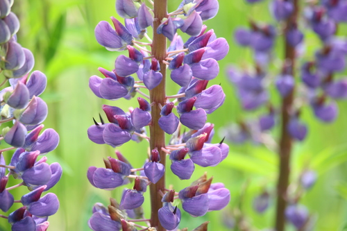 Lupinus latifolius