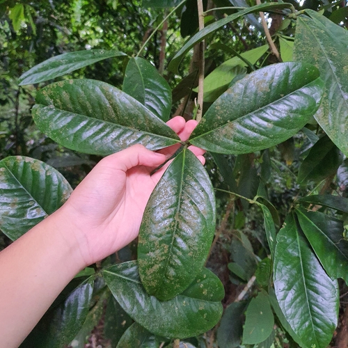 Luvunga eleutherandra